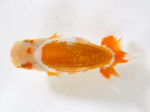 房総らんちう会　研究会　1位　船宝　務