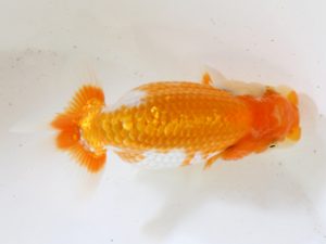 房総らんちう会　研究会　10位　大渕　功