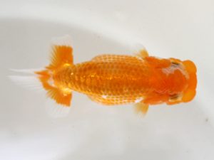 房総らんちう会　研究会 11位　大渕　功