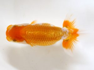 房総らんちう会　研究会　2位　秋元和男