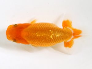 房総らんちう会　研究会　3位　作本守聡