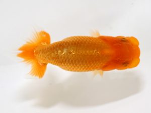 房総らんちう会　研究会　4位　作本守聡