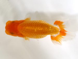 房総らんちう会　研究会　5位　秋元和男