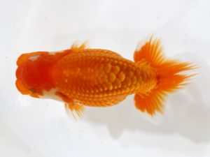 房総らんちう会　研究会 6位　野島隆一