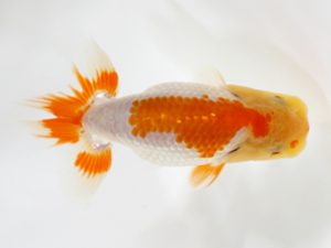 房総らんちう会　研究会 7位　野島隆一