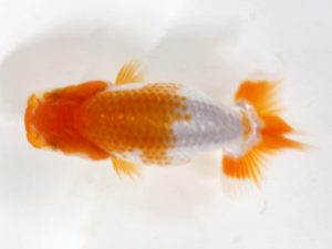 房総らんちう会　研究会　8位　鈴木　薫