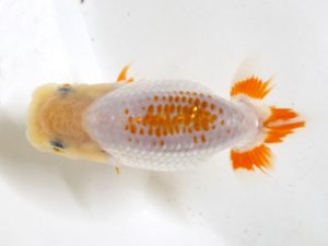 房総らんちう会　研究会 9位　船宝克行