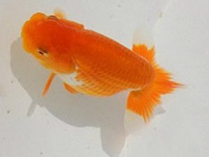 研究会　東大関　吉村昭治