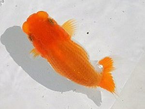 研究会　西大関　伊藤弘之