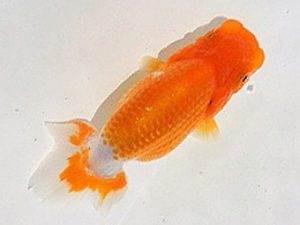 研究会　立行司　小林尚貴