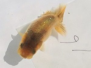 研究会　東取締　井戸清文