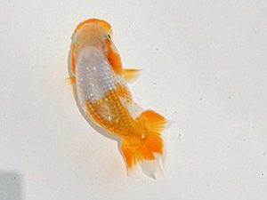 研究会　西取締　前田　通