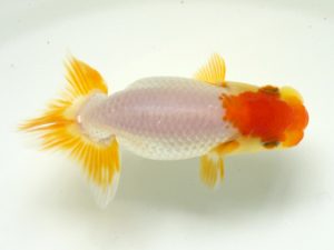 研究会　1席　藤原博文　徳島