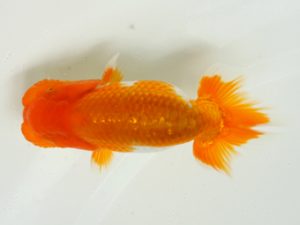 研究会　2席　川野多寛　徳島