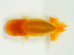 研究会　3席　清水大輔　松山