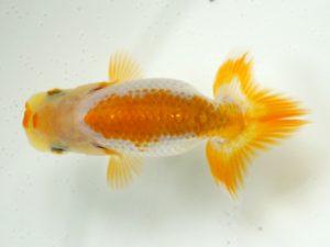 研究会　5席　宮本富生　徳島