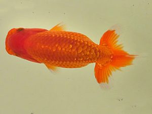 倉敷栄蘭会　研究会　東大関　竹内節男　瀬戸内市