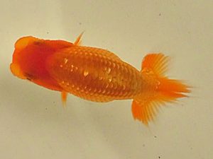 倉敷栄蘭会　東勧進元　梁原隆夫　倉敷