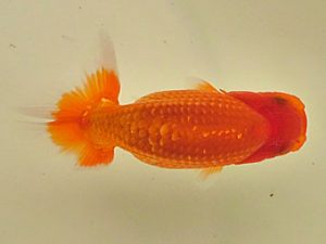 倉敷栄蘭会 西勧進元　梶谷誠二　岡山市