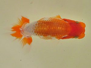 倉敷栄蘭会 行司一　梁原隆夫　倉敷