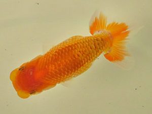 倉敷栄蘭会 行司二　大久保克巳　倉敷市