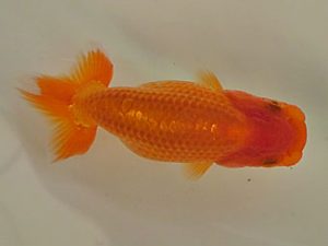 倉敷栄蘭会 行司三　三宅一共　浅口市