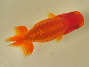 倉敷栄蘭会 西脇行司　難波　正　玉野