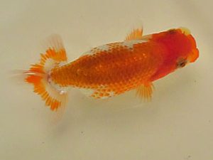 倉敷栄蘭会　研究会　西大関　坂根吉広　鏡野町