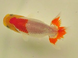 倉敷栄蘭会　研究会　東取締　三宅一共　浅口市