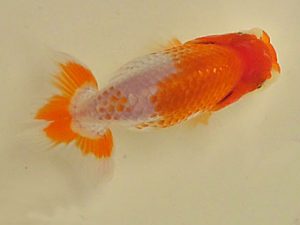 倉敷栄蘭会　研究会　西取締　野口隆朗　さぬき