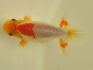 倉敷栄蘭会 東関脇　坂根吉広　鏡野町