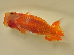 倉敷栄蘭会 西関脇　梶谷誠二　岡山市