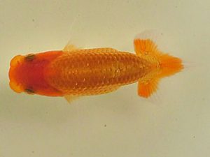 倉敷栄蘭会　東小結　赤澤孝由　総社