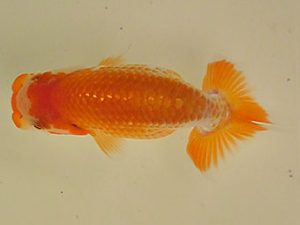 倉敷栄蘭会 西小結　川口義晶　さぬき