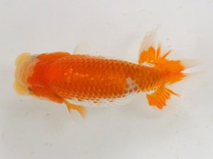 広島錦鱗会　優等１席　森分陵司　広島