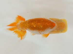 広島錦鱗会 ５席　小川寿夫　呉