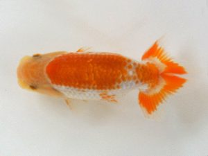 広島錦鱗会 ６席　福原　博　広島