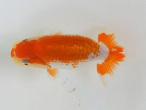 広島錦鱗会　優等２席　森分陵司　広島