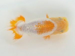 広島錦鱗会　優等３席　小田　靖　大竹