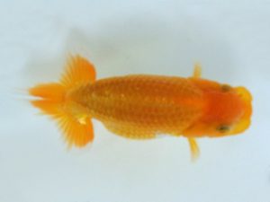 広島錦鱗会 ２席　小川清和　廿日市