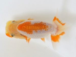 広島錦鱗会 ３席　福原  博　広島