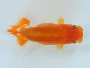 広島錦鱗会 ４席　森分陵司　広島