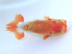 研究会　東大関　村上暢彦　浅口