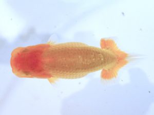 研究会 東勧進元　小川寿夫　呉