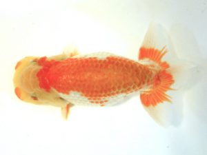 研究会 西勧進元　岩下孝広　尾道