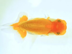 研究会　西大関　森分陵司　広島