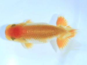 研究会　立行司　藤原　繁　福山