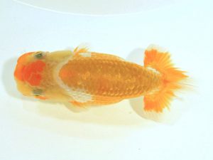 研究会　西取締　子川時正　広島