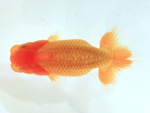 研究会 西関脇　笹井史治　福山