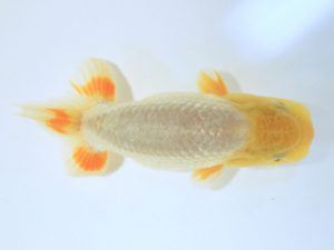 研究会 西小結　中下　勉　広島